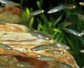 Long-Finned Zebra Fish, brachydanio rerio Royalty Free Stock Photo
