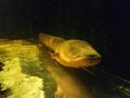 Long fish or eel in murky aquarium water Royalty Free Stock Photo