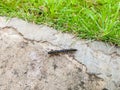 Long-Flanged Millipede (Orthomorpha coarctata or Asiomorpha coarctata) walking on the garden ground. Royalty Free Stock Photo