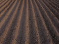 Long flat top rows, furrows, mounds, for newly planted potatoes in a rural agricultural area. land prepared for planting