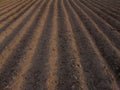 Long flat top rows, furrows, mounds, for newly planted potatoes in a rural agricultural area. land prepared for planting