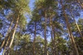 Long and flat trunks of green coniferous trees on the background of a clear blue sky, the bottom view of the crown