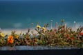 Long flower pot at the Black Sea seaside Royalty Free Stock Photo