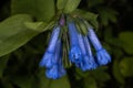 Long-flowered Bluebell