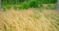 Long fluffy grass swinging on the wind in slow motion. Cogon grass, common white reeds on meadow. Creen lawn, blurred