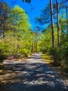 A long footpath in the garden surrounded by red trees, lush green trees and plants with colorful flowers and blue sky Royalty Free Stock Photo