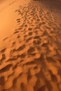 Long footprints in wild brown Sahara Desert