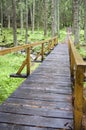Long forest bridge Royalty Free Stock Photo