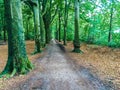 Long forest road with trees showing roots and weird shapes in a forest landscape