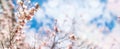 Long format banner, brightly blooming apricot tree on clear blue beautiful sky background, cherry blossom spring content ,