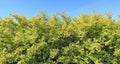 Long fragment of a rural green hedge