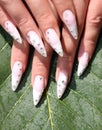 Long French nails with white manicure on a woman`s hand