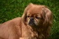 Long Fur on a Ginger Pekingese Dog Royalty Free Stock Photo