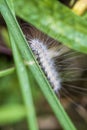 Fuzzy Hairy White Caterpillar on Grass Blade