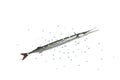 Long garfish isolated Royalty Free Stock Photo