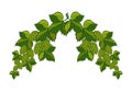 Long garland of hops with leaves and cones, . Royalty Free Stock Photo