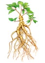 Long ginseng roots isolated on white background. Generative AI illustration in watercolor style Royalty Free Stock Photo