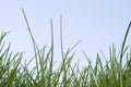 Long grass Royalty Free Stock Photo