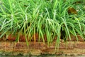 Long grass on the bricks