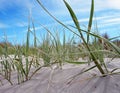 Long grass and coastal dunes at beach