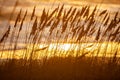 Long Grass in Dunes on Tranquil Beach Sunset or Sunrise Royalty Free Stock Photo