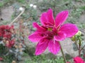 Long Grass Flower in Bangladesh