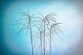 Long Grass Flowers Against Blue Sky Background Royalty Free Stock Photo