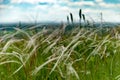 Green summer field with high spike grass Royalty Free Stock Photo