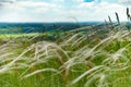 Green summer field with high spike grass Royalty Free Stock Photo