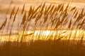 Long Grass Growing in Beach Sand Dunes at Sunset or Sunrise