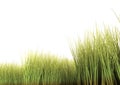 Long Grass Royalty Free Stock Photo