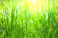 Long grass meadow Royalty Free Stock Photo