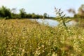 Long grass meadow Royalty Free Stock Photo