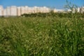Long grass meadow Royalty Free Stock Photo
