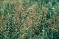 Long grass meadow Royalty Free Stock Photo