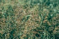 Long grass meadow Royalty Free Stock Photo