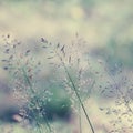 Long grass meadow Royalty Free Stock Photo