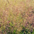 Long grass meadow Royalty Free Stock Photo