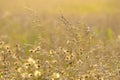 Long grass meadow Royalty Free Stock Photo
