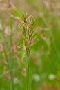 Long grass meadow closeup Royalty Free Stock Photo