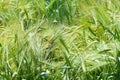 Long grass meadow closeup with bright sunlight Royalty Free Stock Photo