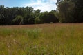 A long grass meadow landscape with various species of wildflower in Ontario