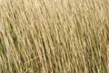 Long dry grass as a background