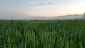 Foggy evening long grass after the rain