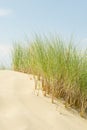 Long grass stems growing in sand dune. Royalty Free Stock Photo