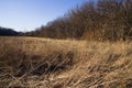 Long Dry Grass in a Missouri Meadow