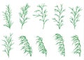 Long grasses set Royalty Free Stock Photo