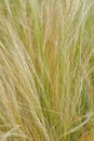 A long grassy detail of a shrub