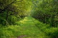 Long grassy lane through rows of fruit trees Royalty Free Stock Photo