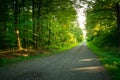 Long gravel road through a dense green forest Royalty Free Stock Photo